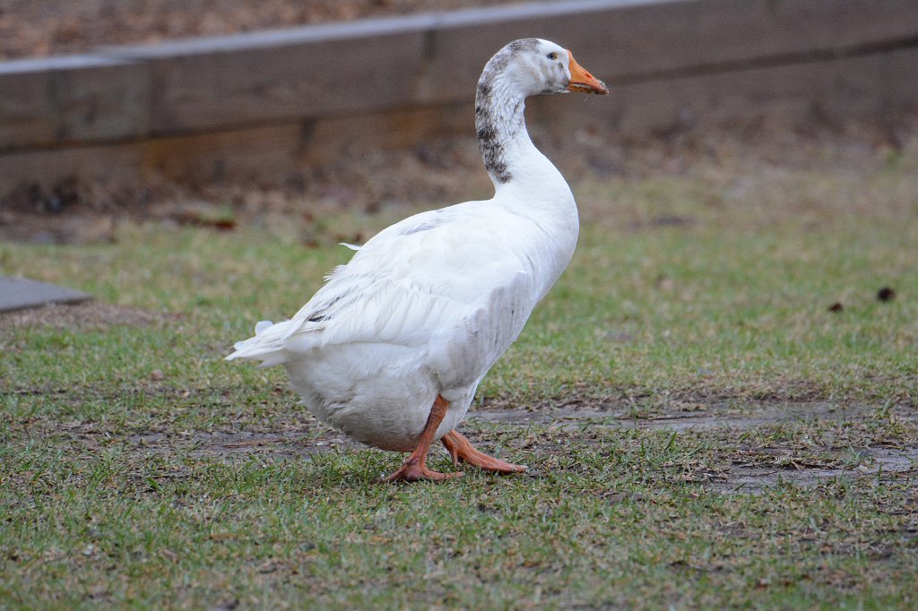 Goose, Domestic, 2016-03285450 Whispering Pines, NC.JPG - Domestic Goose. Whispering Pines, NC, 3-28-2016